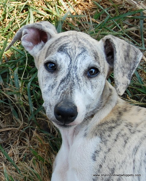 12 weeks